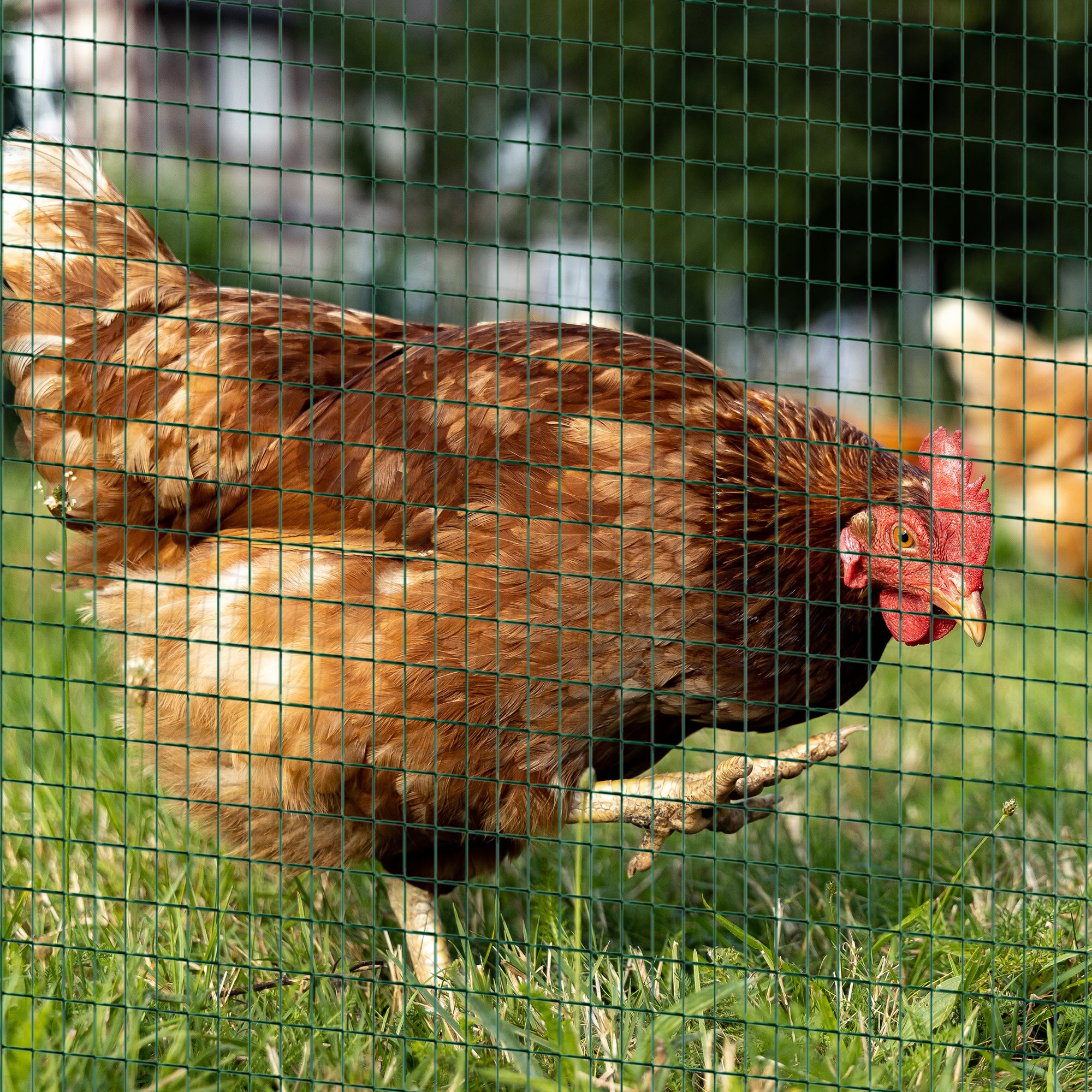 PVC Coated Welded Wire Mesh Fencing 30m x 90cm for Poultry, Pets & Garden - Dark Green