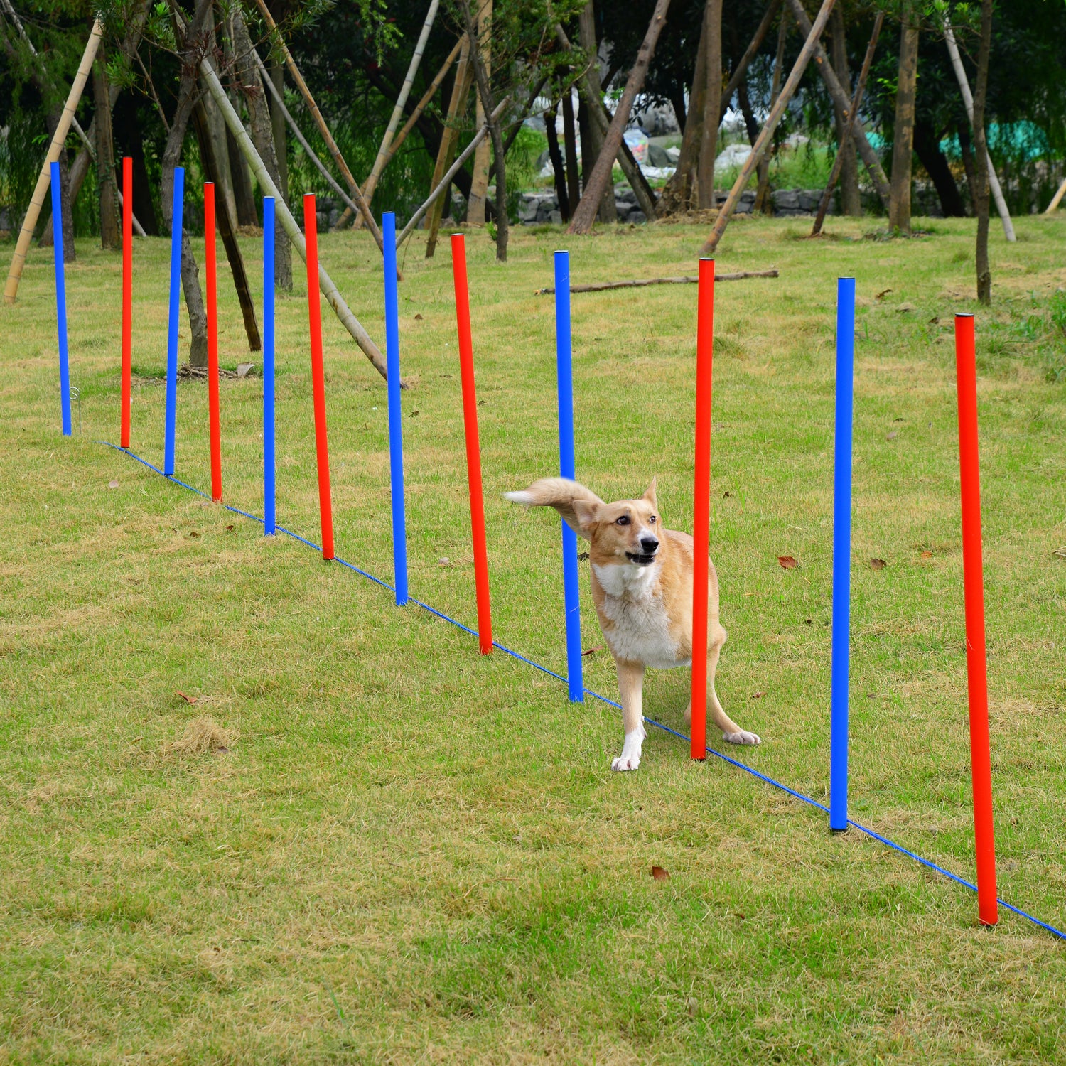 Pet Agility Training Run and Jump Set - Blue & Red