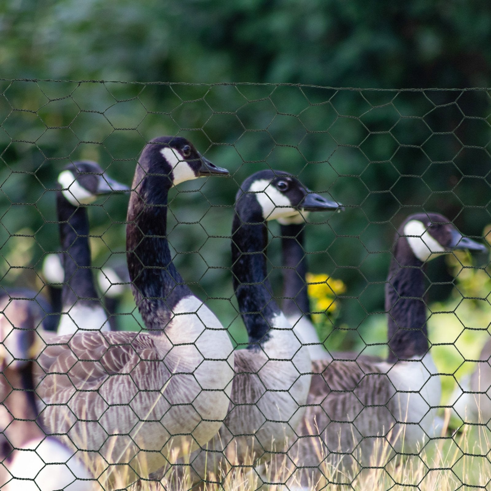 1m x 25m Chicken Wire Mesh, Foldable PVC Coated Welded Garden Fence, Roll Poultry Netting, for Rabbits, Ducks, Gooses, Dark Green - Bedzy UK modern and affordable home furniture England