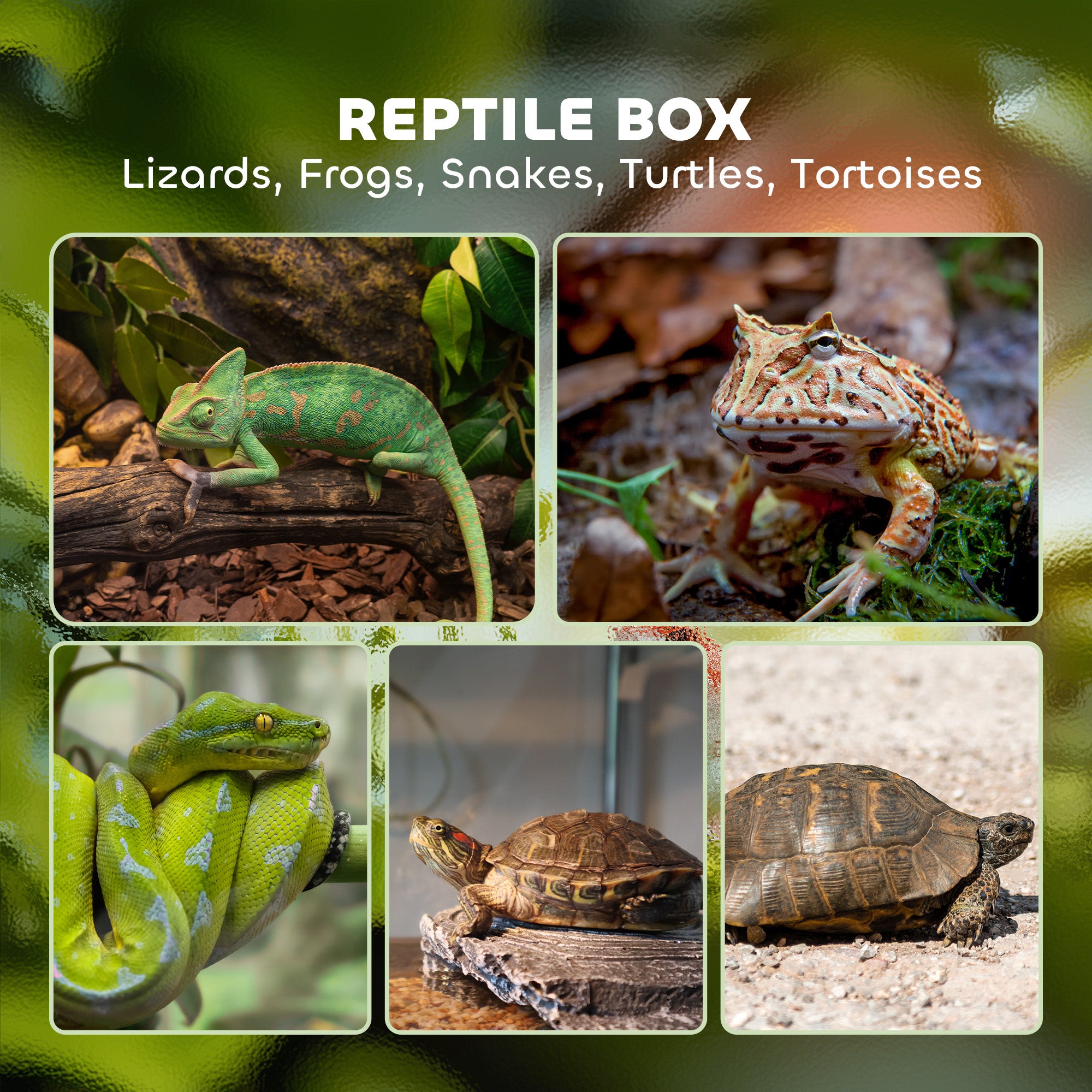 40L Vivarium for Lizards, Frogs, Snakes, Turtles, Tortoises w/ Anti-Escape Design, Ventilation