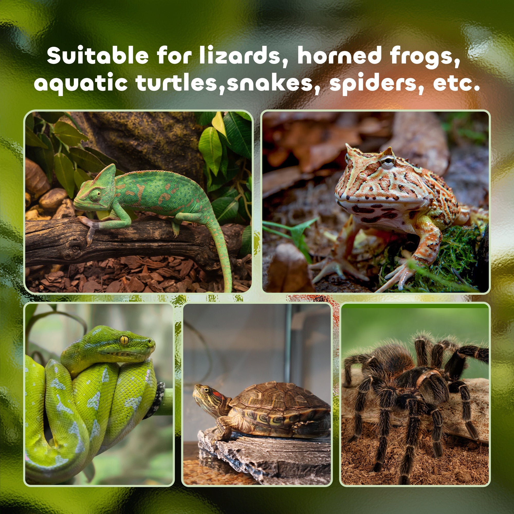 Glass Reptile Terrarium with Decor Kit, Breeding Tank with Thermometer for Small Animals, 50 x 30 x 25cm, Heated - Black