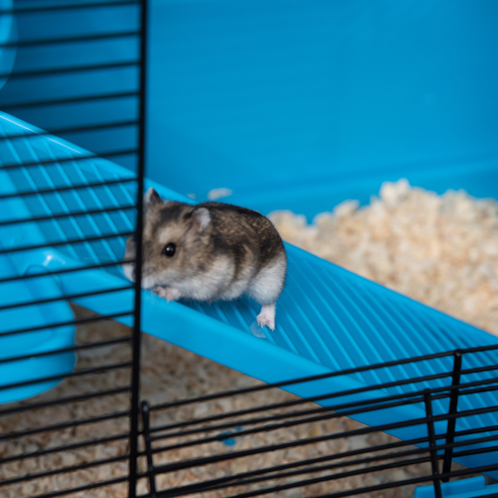 Indoor Small Animal Cage Habitat for Guinea Pigs Hamsters Chinchillas With Accessories, 80x48x58 cm, Light Blue