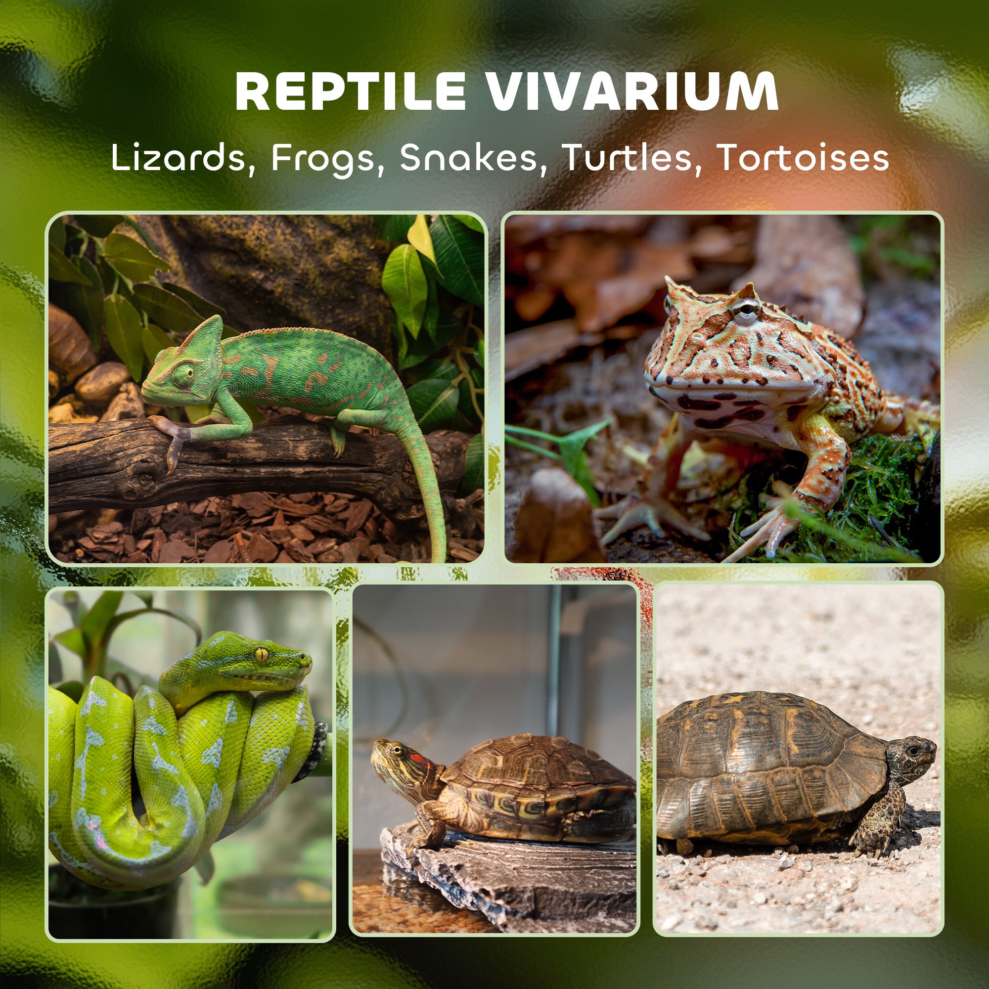 Reptile Glass Terrarium with Stone Background, Front Ventilation, Escape-Proof Knob Lock, 30 x 20 x 20 cm, Black