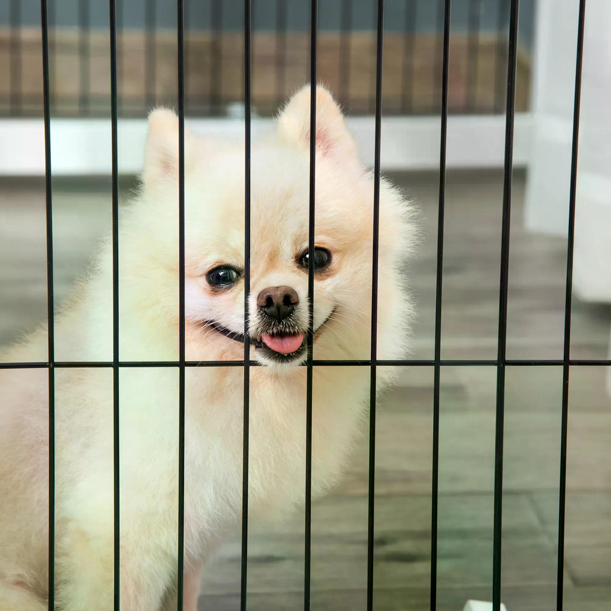 Dog Gate Wooden Foldable Small & Medium-Sized Pet Gate 4 Panel with Support Feet Pet Fence Safety Barrier for House Doorway Stairs White